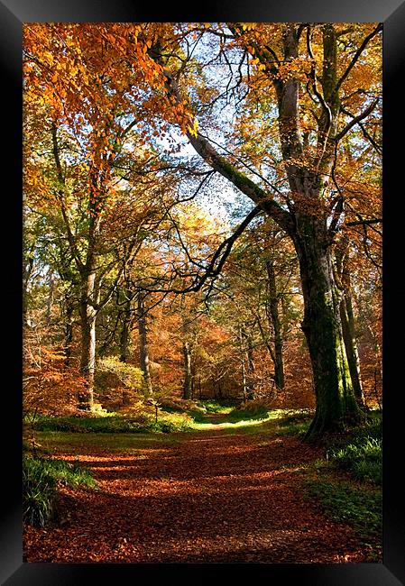 Autumn in Cawdor Woods Framed Print by Jacqi Elmslie