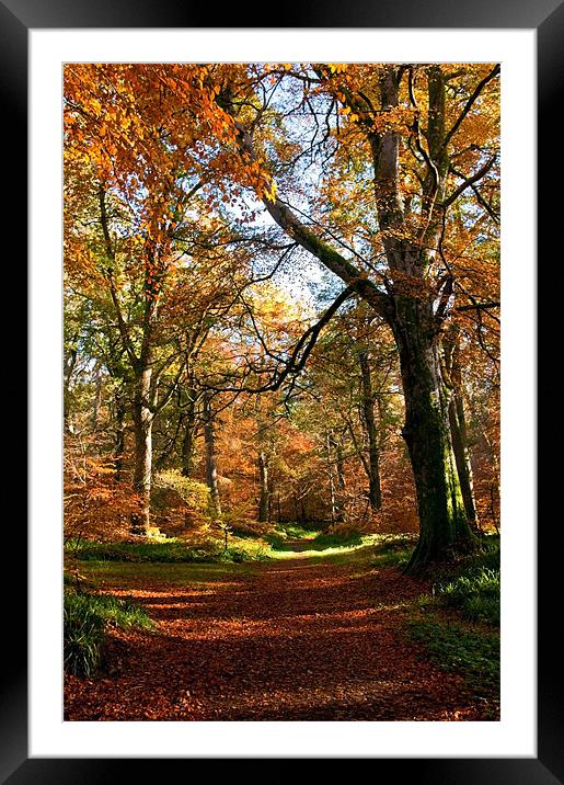 Autumn in Cawdor Woods Framed Mounted Print by Jacqi Elmslie