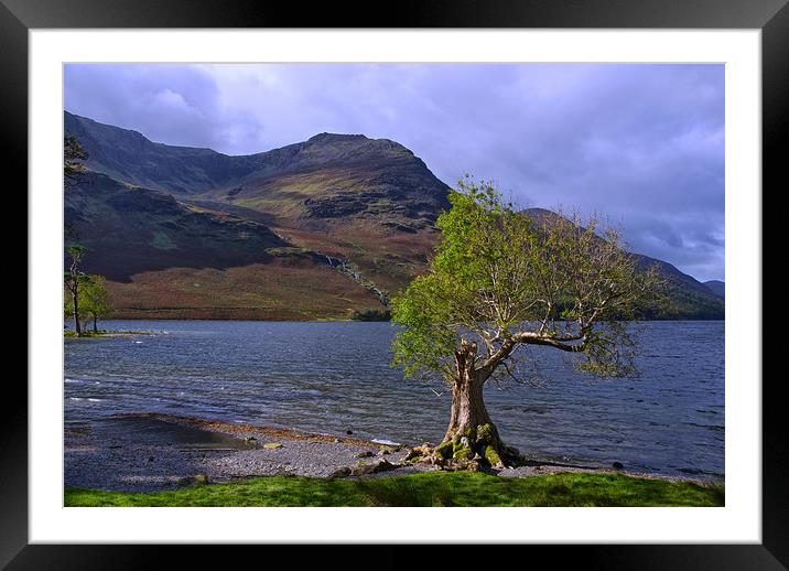 Old Tree at Hause Point Crummock Water Framed Mounted Print by Jacqi Elmslie