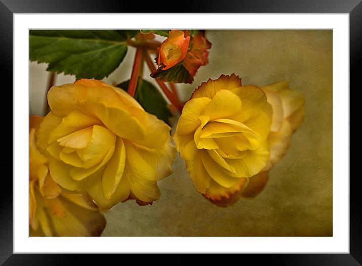 Yellow Begonias Framed Mounted Print by Jacqi Elmslie