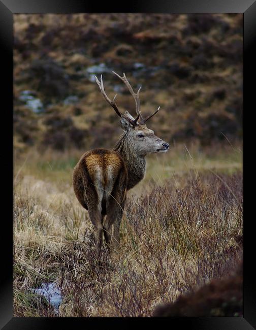 Red Deer Stag in Scotland Framed Print by Jacqi Elmslie