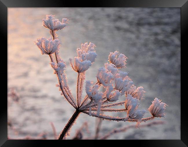 Frosted Seedhead Framed Print by Jacqi Elmslie