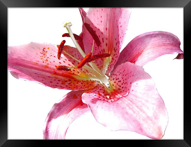 Pink Lily in Watercolour Framed Print by Jacqi Elmslie