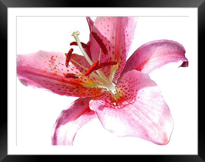 Pink Lily in Watercolour Framed Mounted Print by Jacqi Elmslie