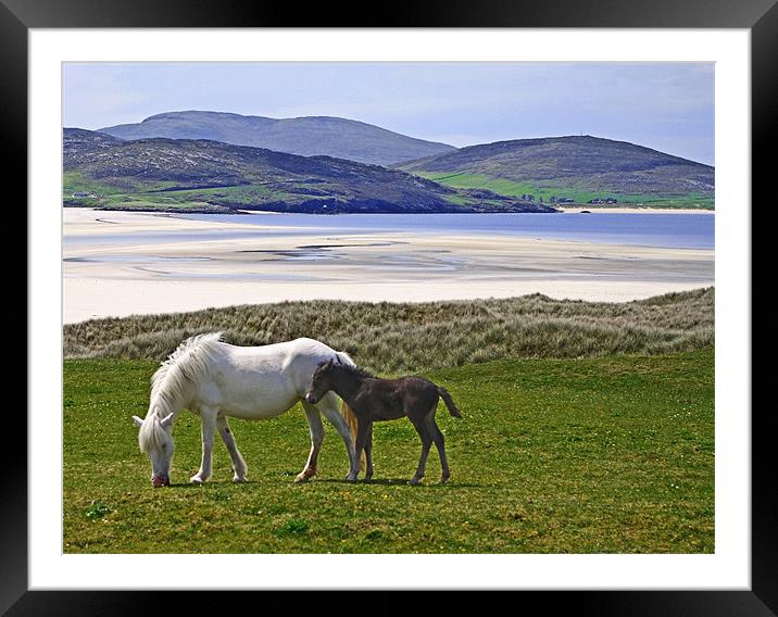 Mare and Foal at Luskentyre Framed Mounted Print by Jacqi Elmslie