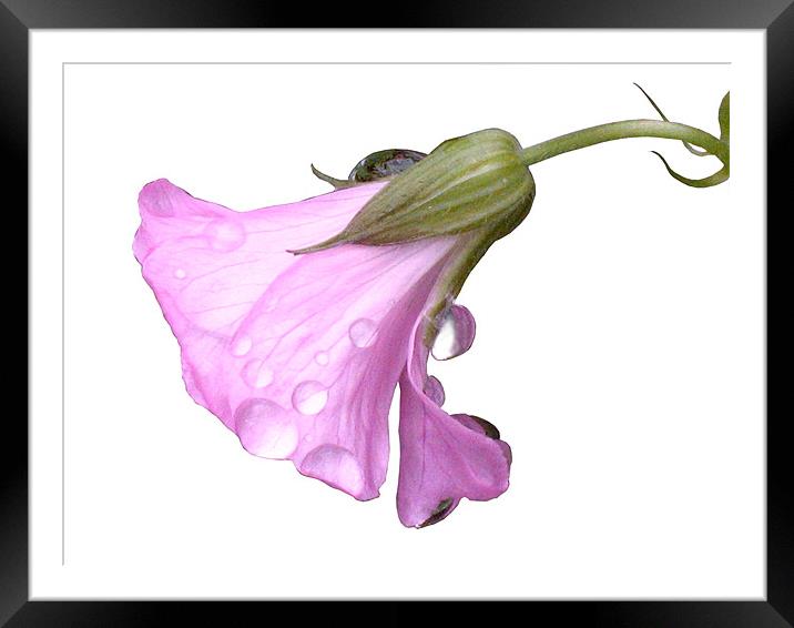 Pink Flower with Raindrops Framed Mounted Print by Jacqi Elmslie