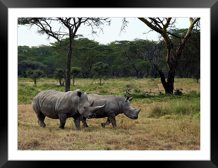 Rhinos near Lake Nakuru Framed Mounted Print by Jacqi Elmslie