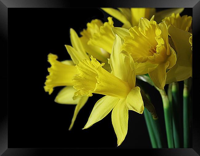 Radiant Daffodils Framed Print by Jacqi Elmslie