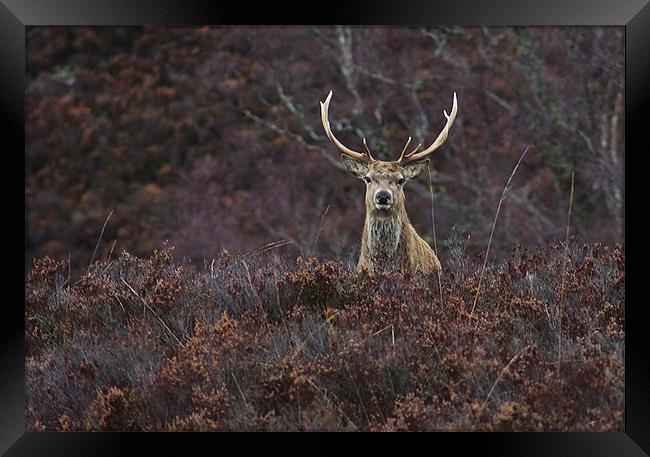 Stag in the Heather Framed Print by Jacqi Elmslie