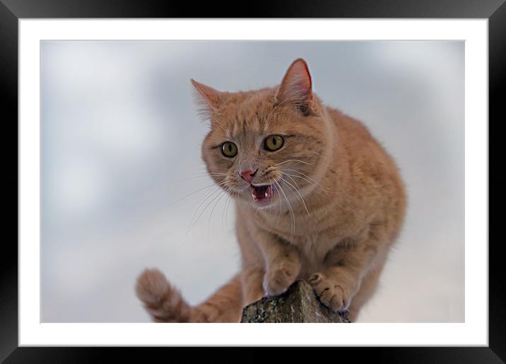 Would Be Wild Cat Framed Mounted Print by Jacqi Elmslie
