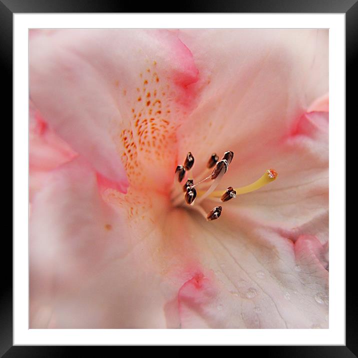 Palest Pink Rhododendron Framed Mounted Print by Jacqi Elmslie