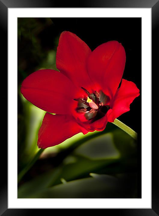 Crimson Red Tulip Framed Mounted Print by Jacqi Elmslie
