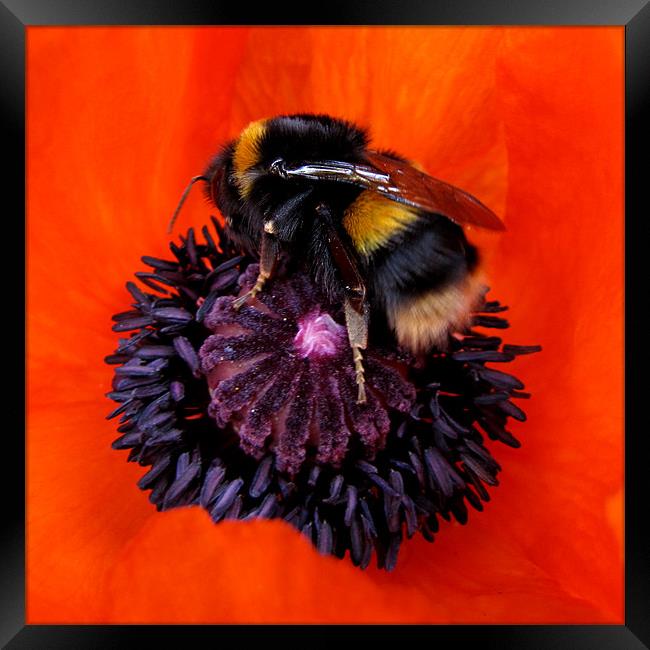 Hot Bumble on Red Poppy Framed Print by Jacqi Elmslie