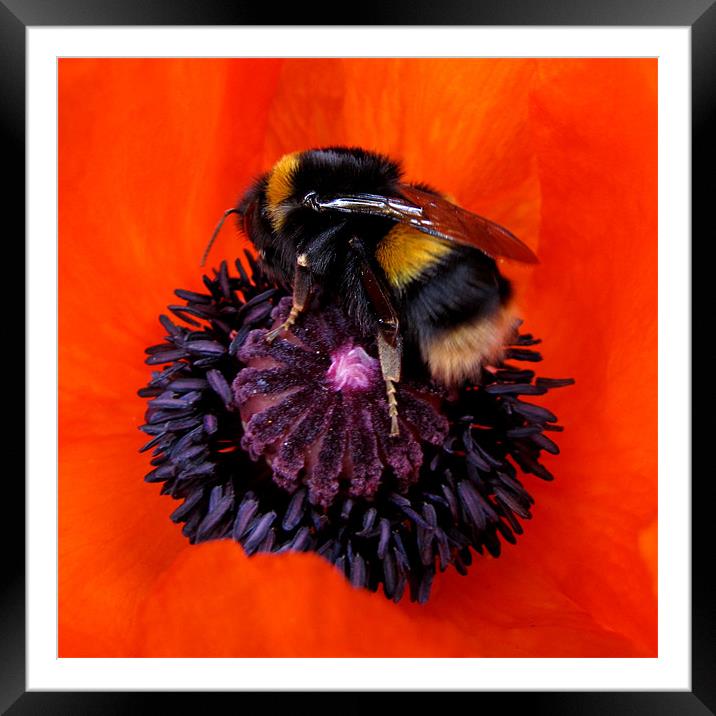 Hot Bumble on Red Poppy Framed Mounted Print by Jacqi Elmslie