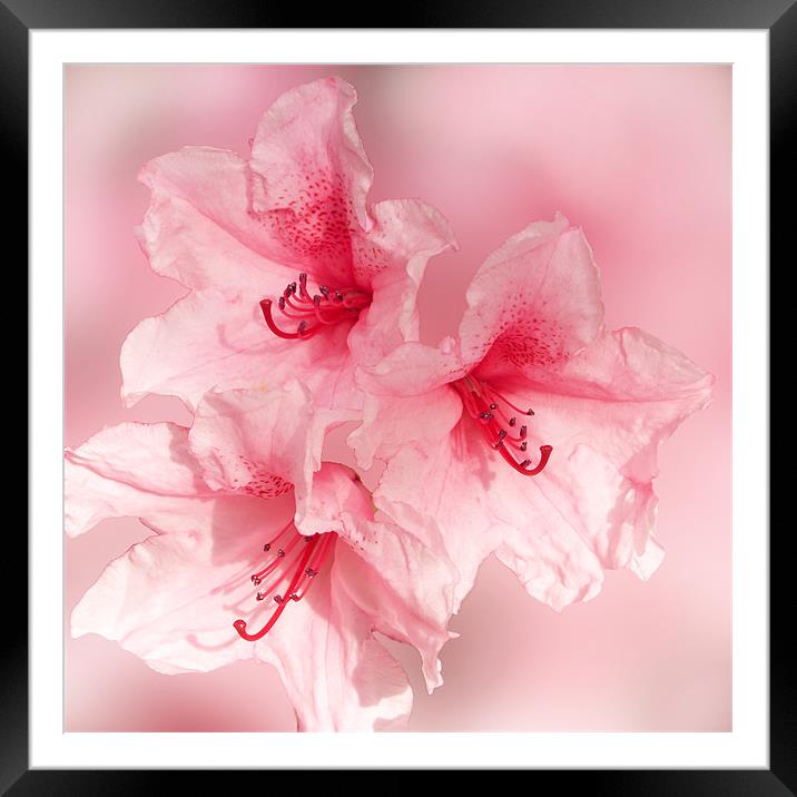 Sugar Sweet Pink Rhododendron Framed Mounted Print by Jacqi Elmslie
