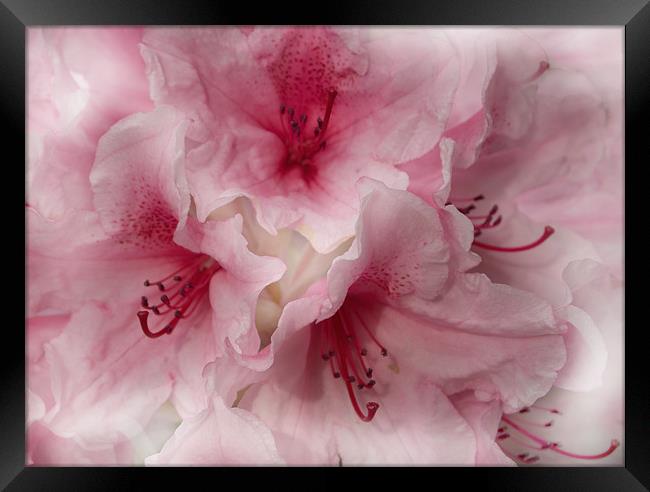 Pink Ice Rhododendron Framed Print by Jacqi Elmslie