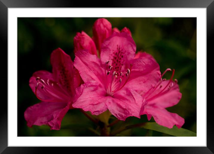 Hot Pink Rhododendron Framed Mounted Print by Jacqi Elmslie