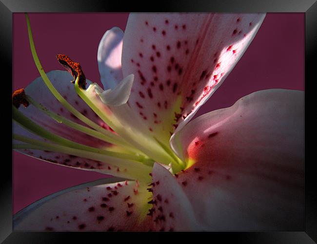 The Heart of a Lily Framed Print by Jacqi Elmslie