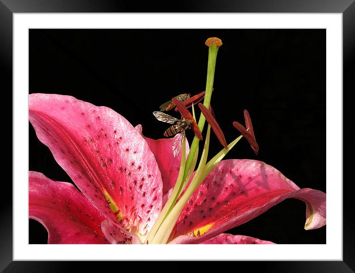 Lily with Hoverflies Framed Mounted Print by Jacqi Elmslie