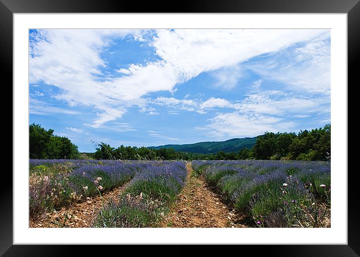 Lavender Field Provence Framed Mounted Print by Jacqi Elmslie