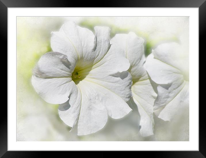 Clouds of Petunias Framed Mounted Print by Jacqi Elmslie