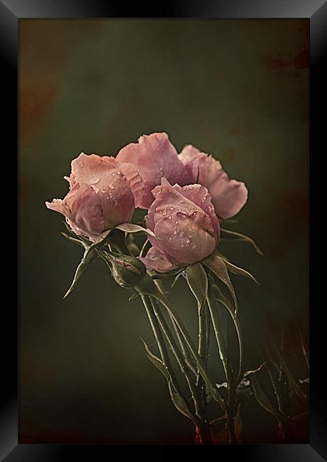 Antique Roses Framed Print by Jacqi Elmslie