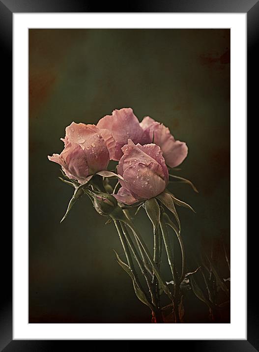 Antique Roses Framed Mounted Print by Jacqi Elmslie
