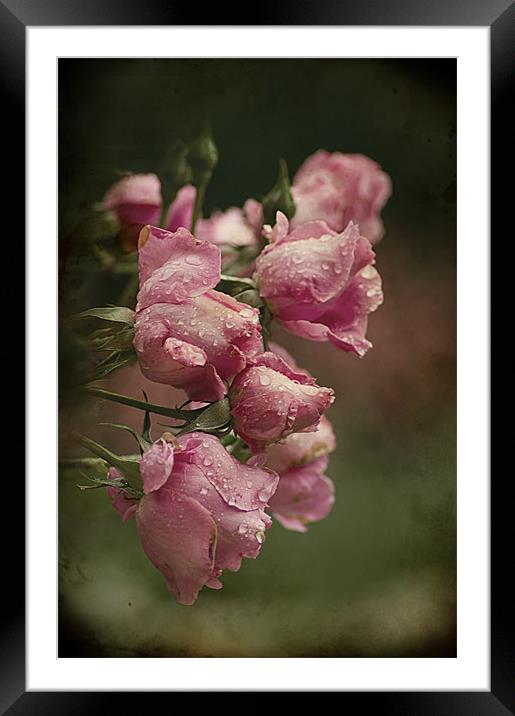 Vintage Pink Roses Framed Mounted Print by Jacqi Elmslie