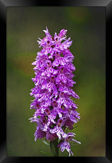 Wild Purple Spotted Orchid Framed Print by Jacqi Elmslie