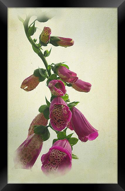 Purple Foxglove Framed Print by Jacqi Elmslie