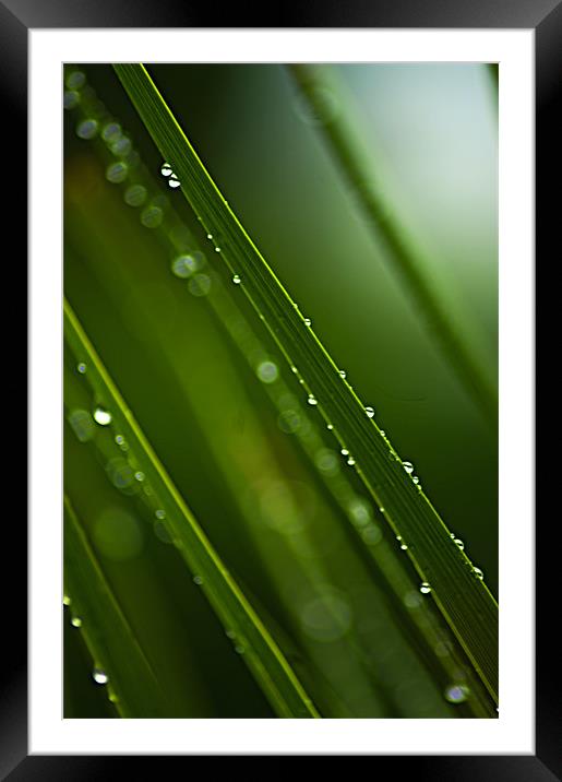 Green Diagonals Framed Mounted Print by Jacqi Elmslie