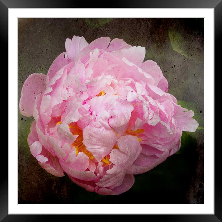 Old Master Style Pink Peony Framed Mounted Print by Jacqi Elmslie