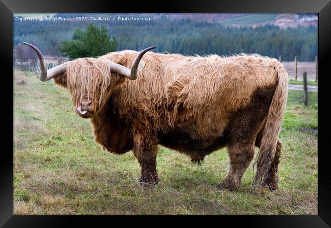 Cheeky Highland Bull Framed Print by Jacqi Elmslie
