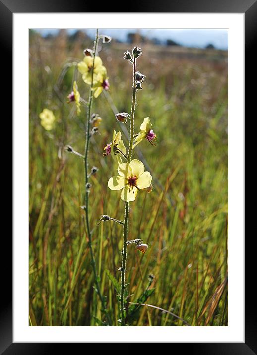 wild flower verbascum Framed Mounted Print by kim albonico