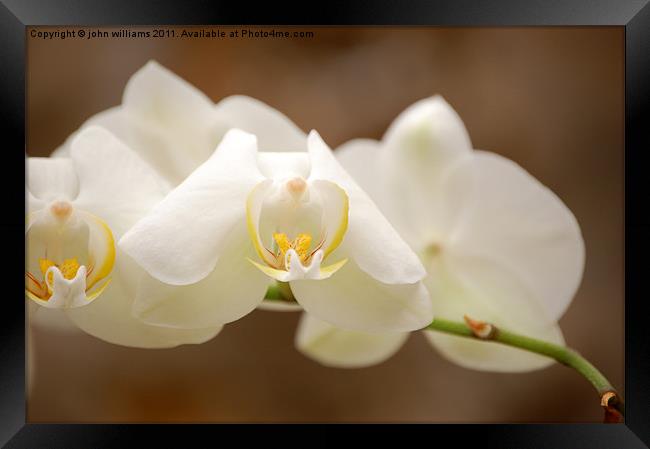 orchid Framed Print by john williams