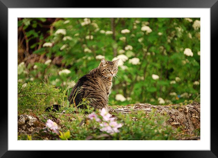 A cats life Framed Mounted Print by john williams