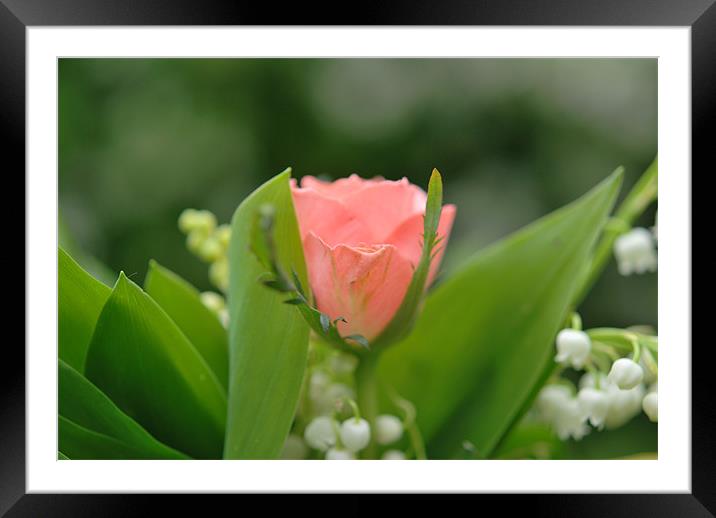 PINK FLOWER Framed Mounted Print by john williams