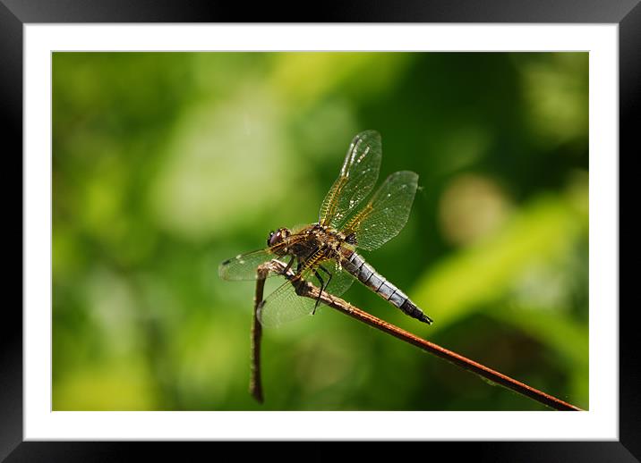 hover Framed Mounted Print by john williams