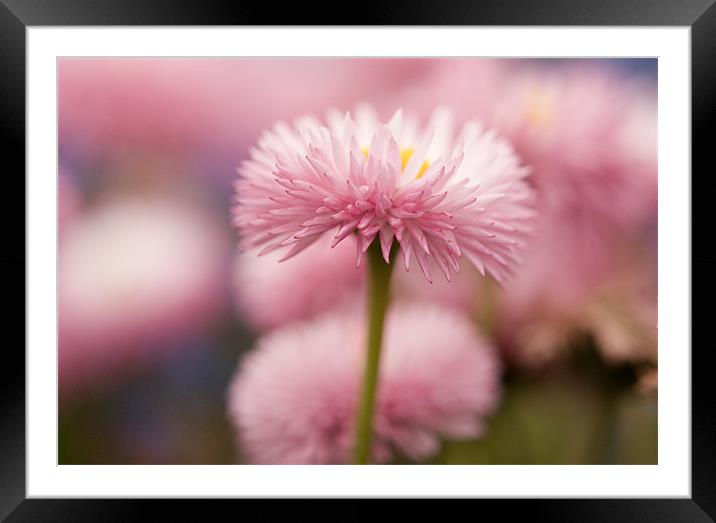 Bellis perennis Framed Mounted Print by john williams