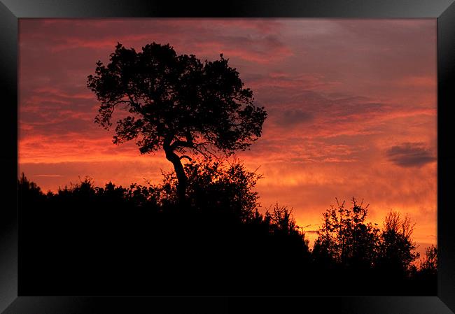 sunrise silhouette Framed Print by john williams