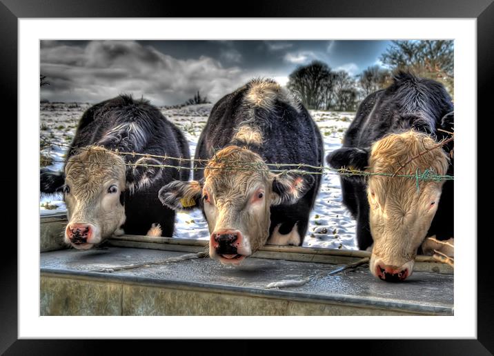 Moove Over Framed Mounted Print by Dave Hayward