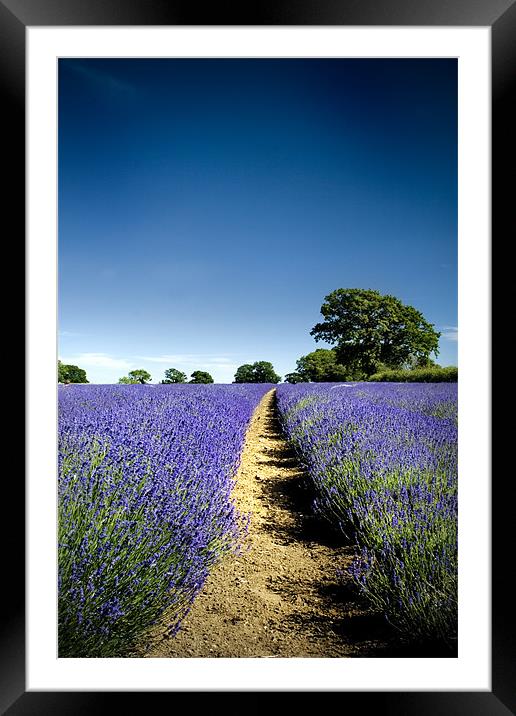 Lavender Fields Framed Mounted Print by Dave Hayward