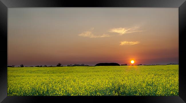 Rape Field At sunset Framed Print by Dave Hayward