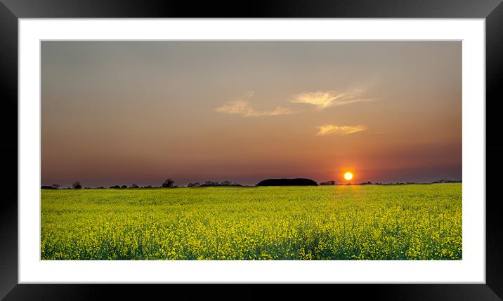 Rape Field At sunset Framed Mounted Print by Dave Hayward