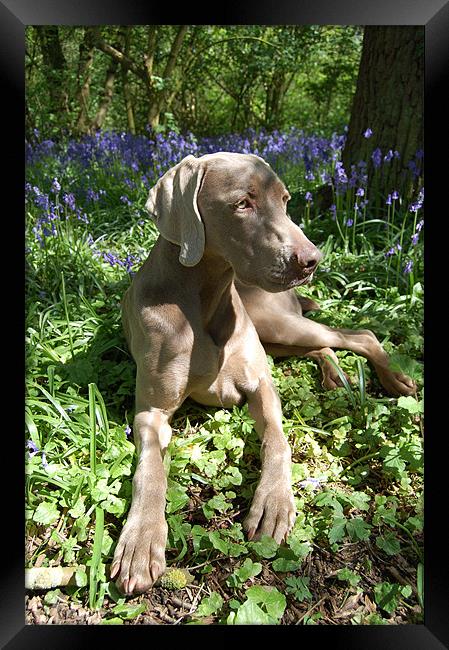 Blissful Bluebells Framed Print by Roxanne Herbert