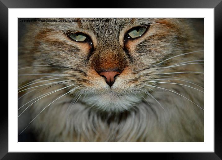 chat Framed Mounted Print by mazet aurelia