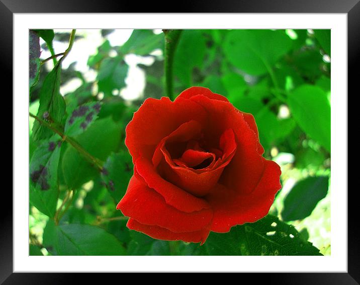 Rose rouge Framed Mounted Print by mazet aurelia