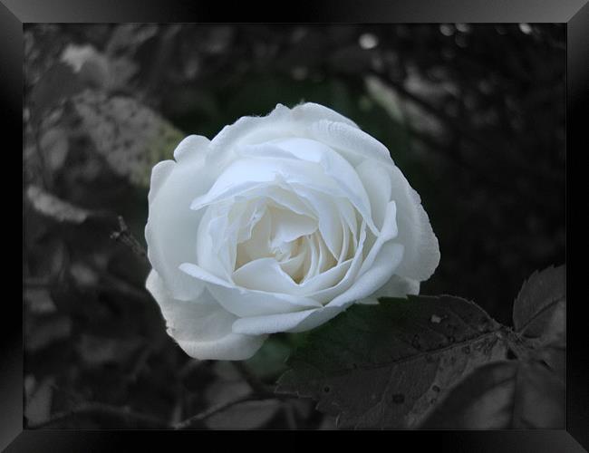 Rose blanche Framed Print by mazet aurelia