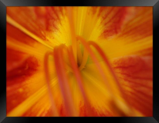 Coeur Iris Framed Print by mazet aurelia