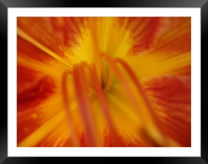 Coeur Iris Framed Mounted Print by mazet aurelia